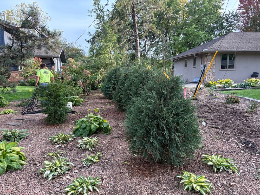 Project Living Fence Installation with Arborvitaes in Burnsville image