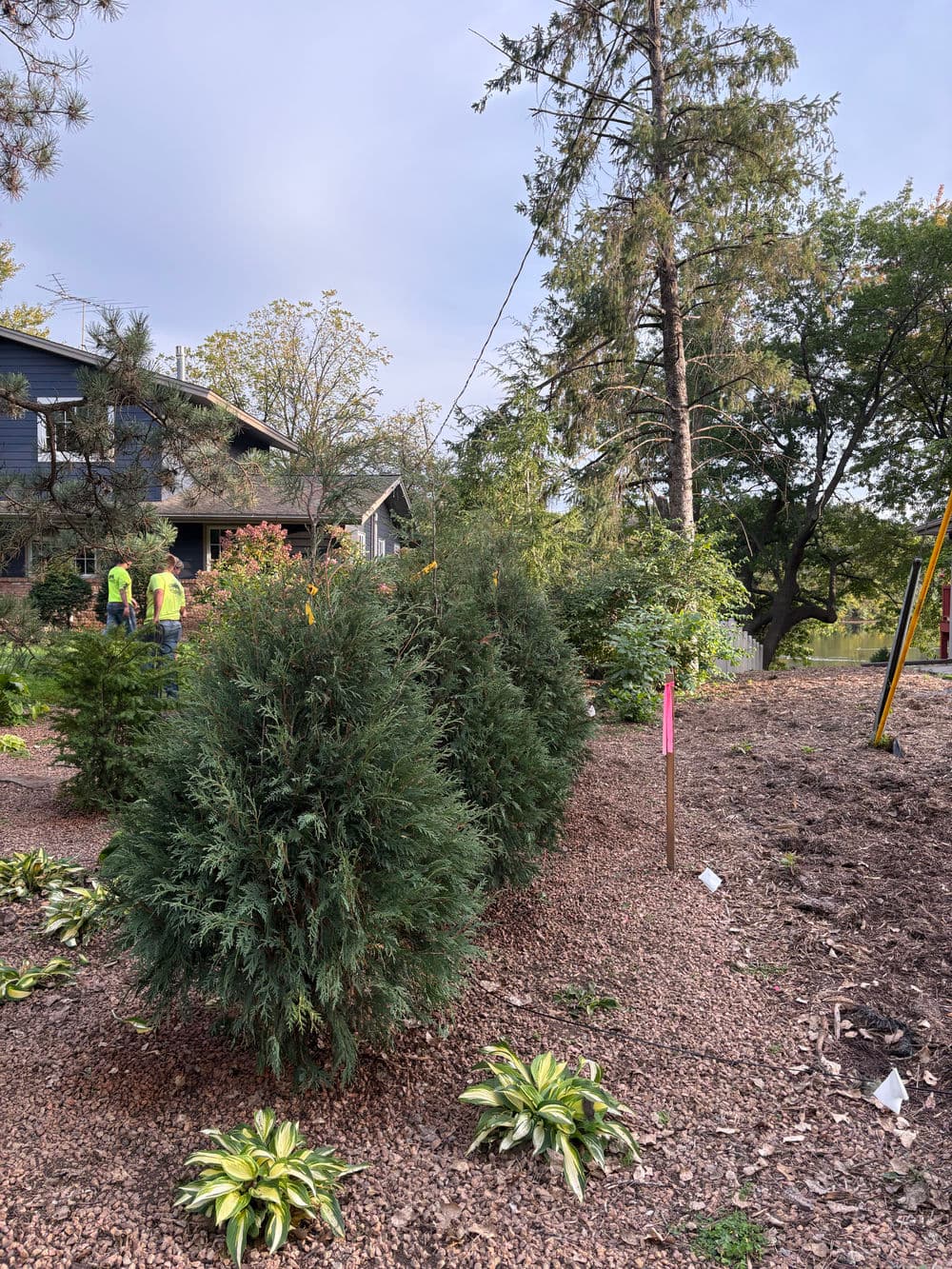 Gallery photos for Living Fence Installation with Arborvitaes in Burnsville: Image #1