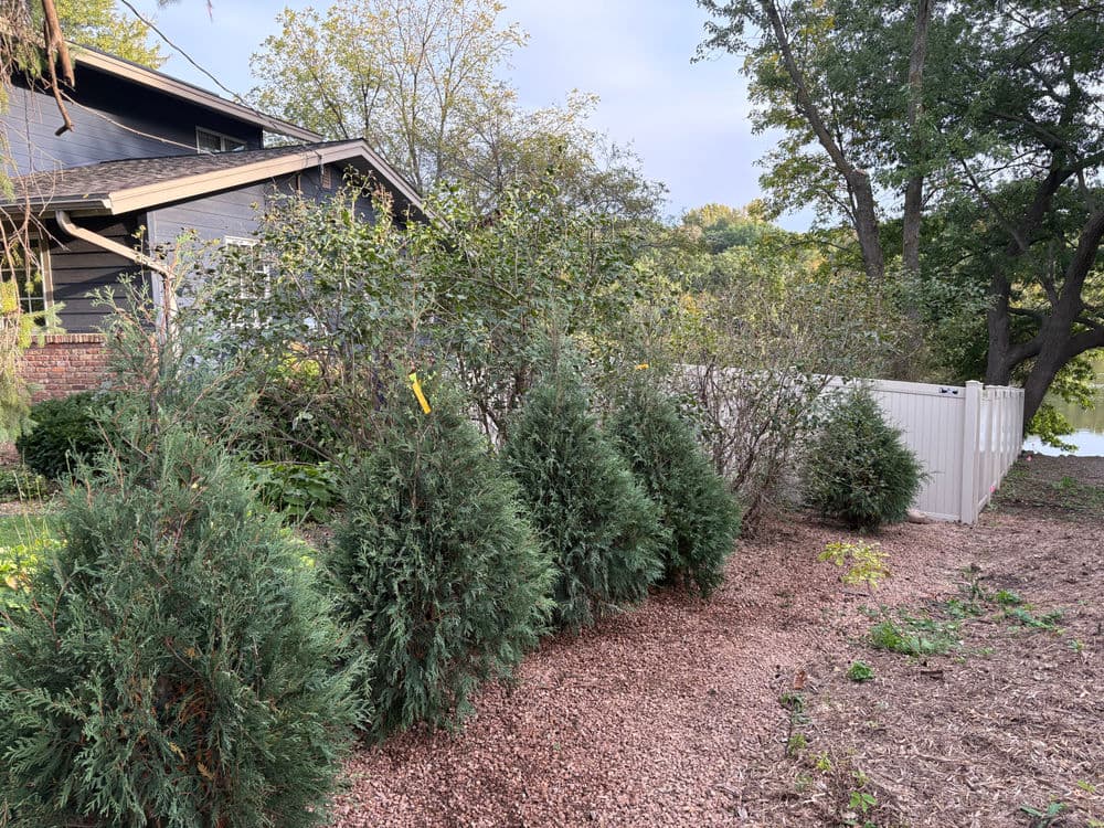 Gallery photos for Living Fence Installation with Arborvitaes in Burnsville: Image #2