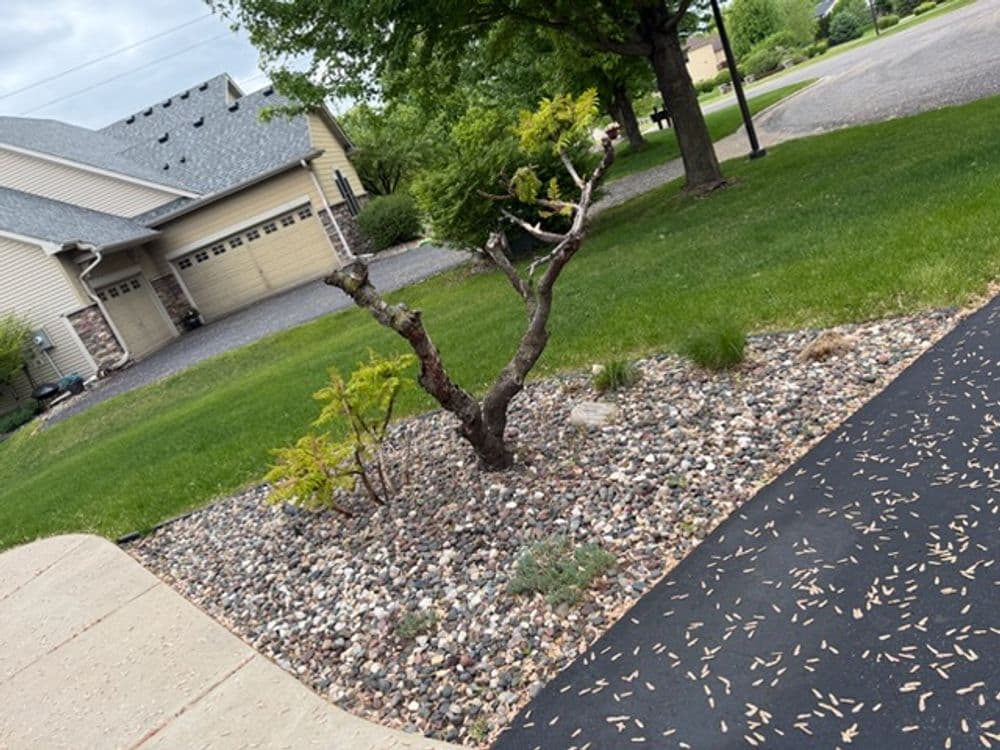 Gallery photos for Front Yard Landscape Bed Overhaul in Cottage Grove: Image #2
